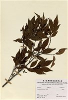 藏品(米飯花)的圖片